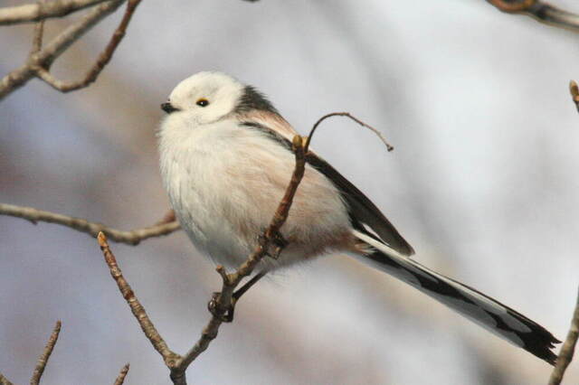 20100313シマエナガ28.JPG