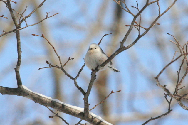 20120228シマエナガ01.jpg