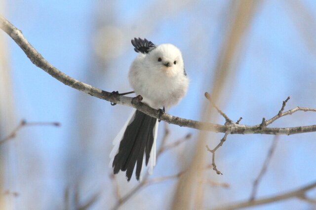 20120228シマエナガ03.jpg