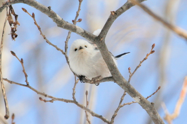 20120228シマエナガ05.jpg
