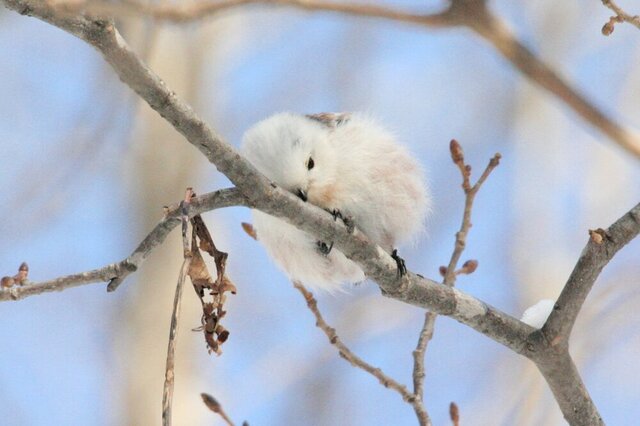 20120228シマエナガ06.jpg