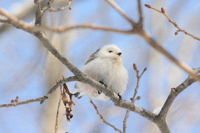 20120228シマエナガ07.jpg