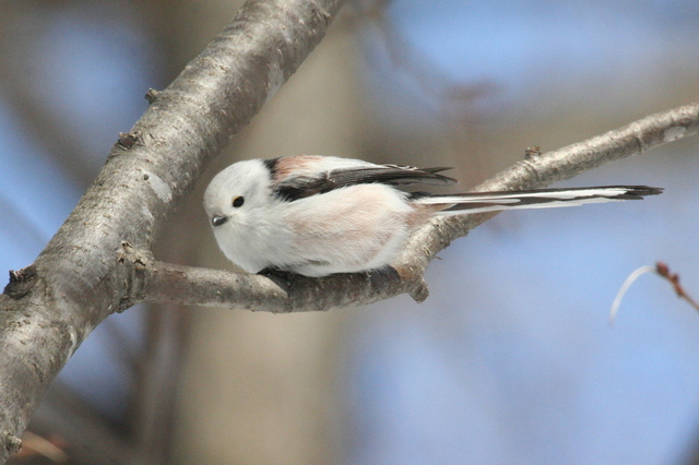 20120328シマエナガ15.jpg