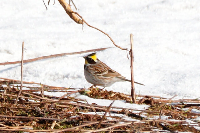 20190403ミヤマホオジロ4[1].jpg