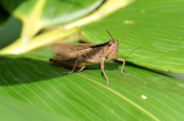 20240824昆虫3.jpg